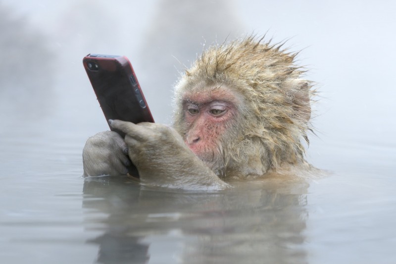 Snow monkeys Japan stolen phone