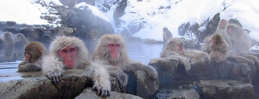 Jigokudani Monkey Park (地獄谷野猿公苑 Jigokudani Yaen Kōen) a.k.a. Snow Monkey Onsen in Yamanouchi, Nagano, Japan