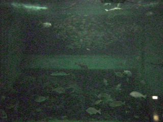 Joetsu City Aquarium in Niigata - Live Camera