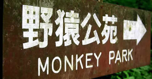 Japan Snow Monkeys Park in Nagano, Japan (Jigokudani Monkey Park or Jigokudani Yaen Kōen)