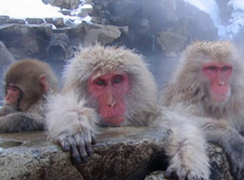 jigokudani snow monkeys hotspring onsen nagano japan